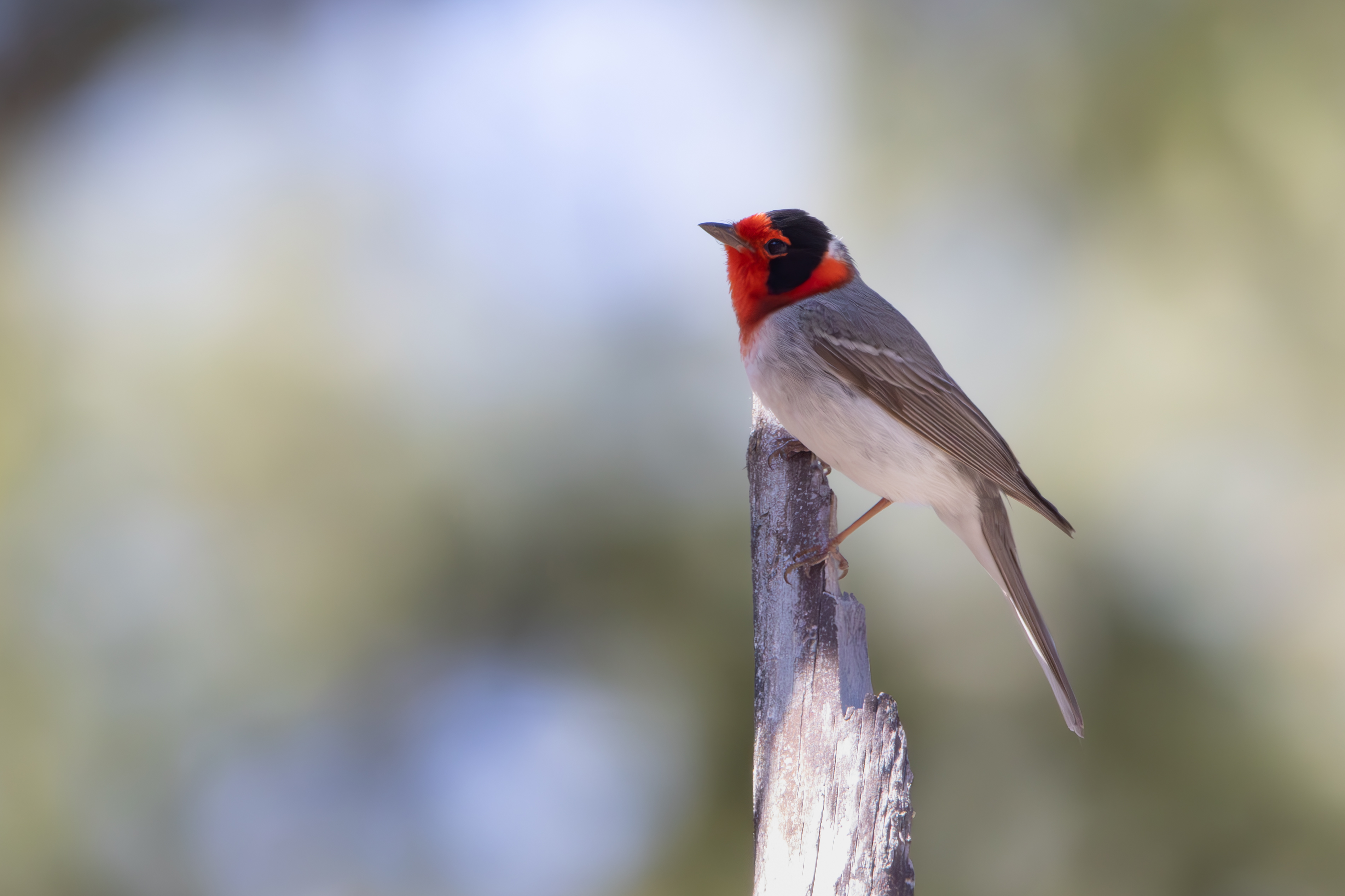 Red-Faced Warbler perched on a branch