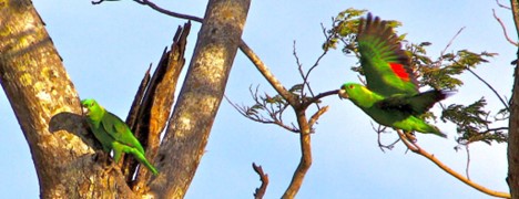 A nesting pair of yellow-naped amazons