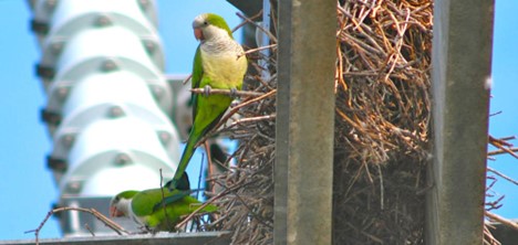 Monk parakeets in a nest at the top of an electrical pole